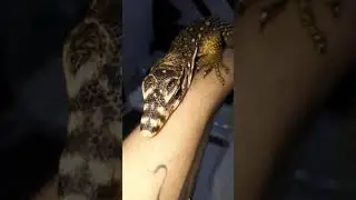 Varanus Nuchalis