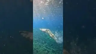 Swimming With The Fish 🐠