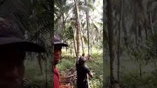 semanggt krja keras #kerjakeras #kelapakembar