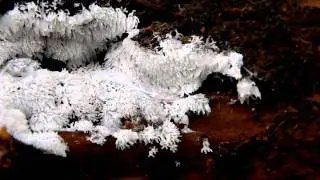 Ceratiomyxa fruticulosa, the coral slime mold
