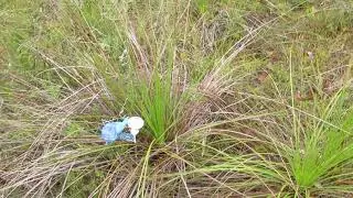 Recovery of the R3540558 Radiosonde/Weather Balloon at Summerland Point on 20200212