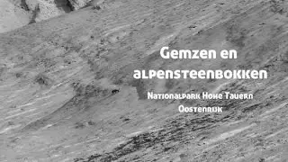 Wild Things - Alpensteenbokken en gemzen in Hohe Tauern, Oostenrijk