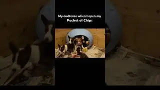 🐶Cute Animal Memes! Viral Trending Dog Meme | Hilarious Animal Memes #shorts #memes
