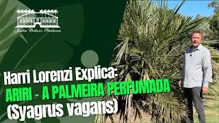 Conheça a Palmeira Perfumada | Syagrus vagans | Jardim Botânico Plantarum