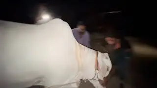 Mandi Ke Leay Loading Jaarii || Karim's Cattle Farm || Sam Entertainment By Sameed