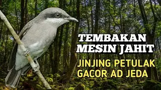 INI DIA MASTERAN PALING DI CARI ‼️ JINJING PETULAK GACOR TEMBAKAN MESIN JAHIT JEDA PER 2 MENIT