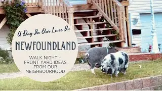 Front Garden Ideas From the Neighbourhood 🌱|St. John’s Newfoundland and Labrador