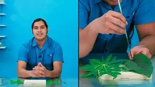Forma de las Hojas | Teleclases 5° Grado