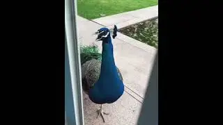 Peacocks are colorful birds best and funny #fyp  #birds #viral #pets #animals #funny