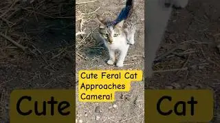 Cute Feral Cat 🐱 with Green Eyes Approaches Camera | Hungry Stray Gets Some Food #shorts