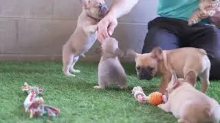 Henry Hershberger's French Bulldog Buppies