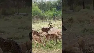 Deer - Deer Sounds 🦌