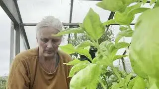 Storm Floris is here ! Sowing Peas in the Rain | Greenhouse Prep | #StormFloris Part 1