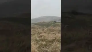 Pesadija