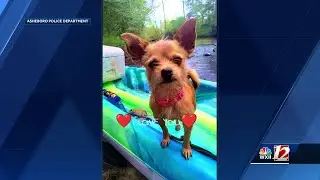 Asheboro police investigating dognapping at Walmart parking lot
