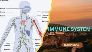 #IMMUNE SYSTEM #biologyscience#DIFFERENCES BETWEEN INNATE AND ACQUIRED IMMUNITY#