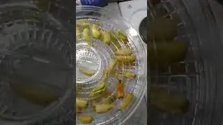 Chili kuivatus 2