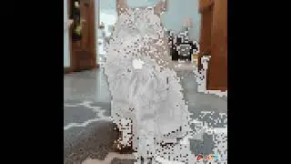 Pixel Art of My Cat!