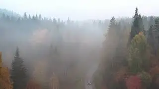 Pine Trees with Fog Drone Footage | Stock Footage