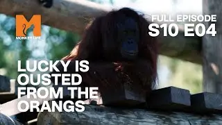Orang-utan Lucky Is Shoved From The Group | Season 10 Episode 4 | Full Episode | Monkey Life