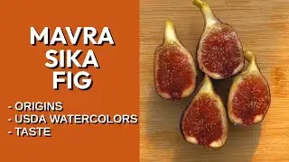 Обзор инжира сорта Mavra Sika: вкус, выращивание и возможное историческое значение