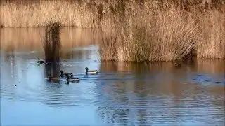 -shortvid- intro! - allround fishingNL