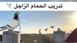 تدريب الحمام الزاجل على المسافات 🕊 ج 1