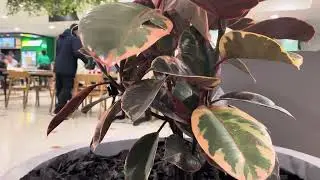 Let&rsquo;s Your Plant Flower into Macquarie Shopping Mall Centre at Macquarie University