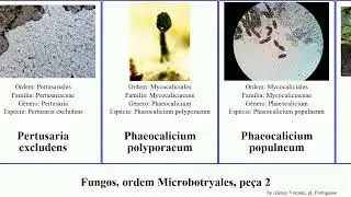 Fungos, ordem Microbotryales, pe&ccedil;a 2 porpidia microbotryum opegrapha fungus candida canadensis