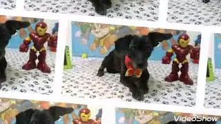Pet She'roso