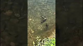 cute fishes fighting for save himself 🌊 #fishjumping #fishlife #Fishland #fishlake