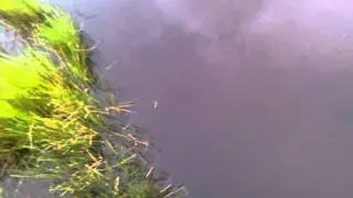 It's a Manateeeeeeee !!!
