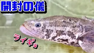 こんなものをたくさん購入しました！