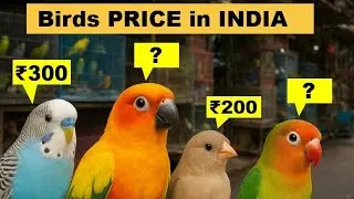 Birds Price In India💰