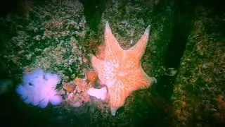 Leather Sea Star
