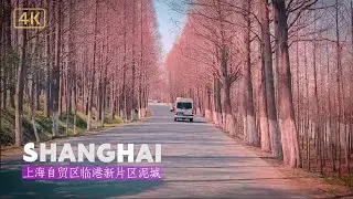 上海临港：从农田到自贸区，这里到底发生了什么？ 我们从芦潮港开始