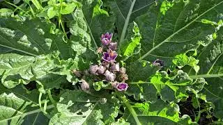 Bees collect nectar from mandrake flowers