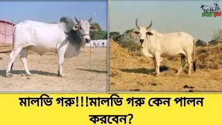 মালভি গরু!!!মালভি গরু কেন পালন করবেন?Malvi Cattle