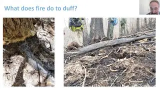 The forest floor: Leaf litter as fuel, food, and fulcrum for a tipping point in eastern forests