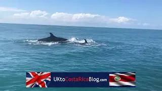 False-Killer Whale Watching, Uvita, Costa Rica