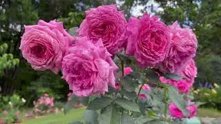 Floribunda Rose - Queen of Elegance