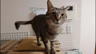 【ごめんね】帰宅した飼い主に「あること」を必死に伝えようとする猫