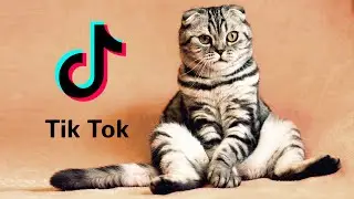 Cats on TikTok 2021 New Video (January 2021)