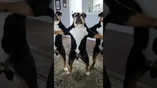 only acceptable AI videos. #dog #bean theres bean man #englishbulldog