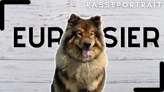 Eurasier - Urspung, Charakter & Haltung