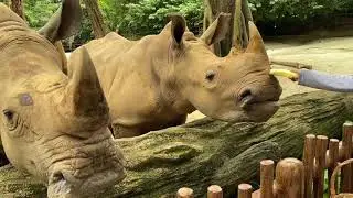 Feeding Rhino at Singapore Zoo | Dec 2020