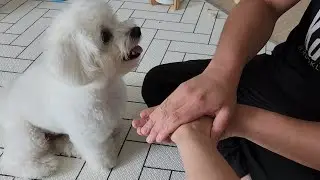 강아지 손 모으기 챌린지 도전 #강아지챌린지  #Dog hand in challenge ワンちゃんチャレンジ 小狗挑战赛 小狗挑戰賽