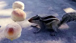 You Can Never See the Video Enough | Mysterious Squirrel for Cats & Dogs