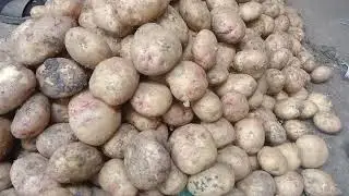 @توافر البطاطس و البصل في سوق العبور الآن و#شاهد التقلبات الجوية سبب إنخفاض و إرتفاع أسعار الخضار 