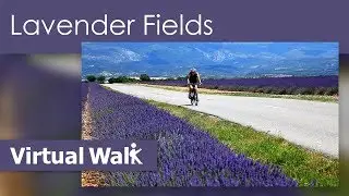 Virtual Walks Lavender Fields In Provence, France In Full HD